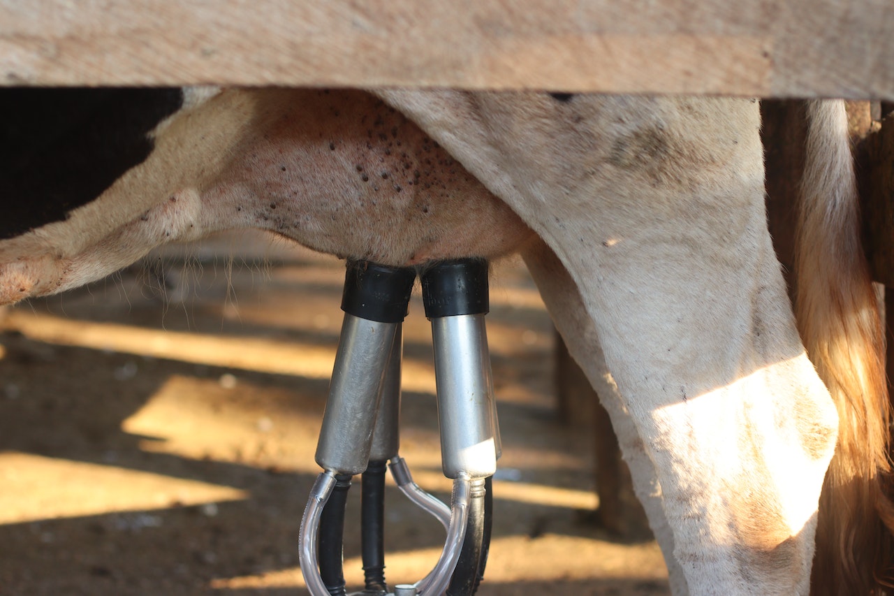 Dairy farming in the South West UK